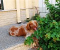 Βρήκαν σκύλο ράτσας Επανιέλ στον Βύρωνα Αττικής